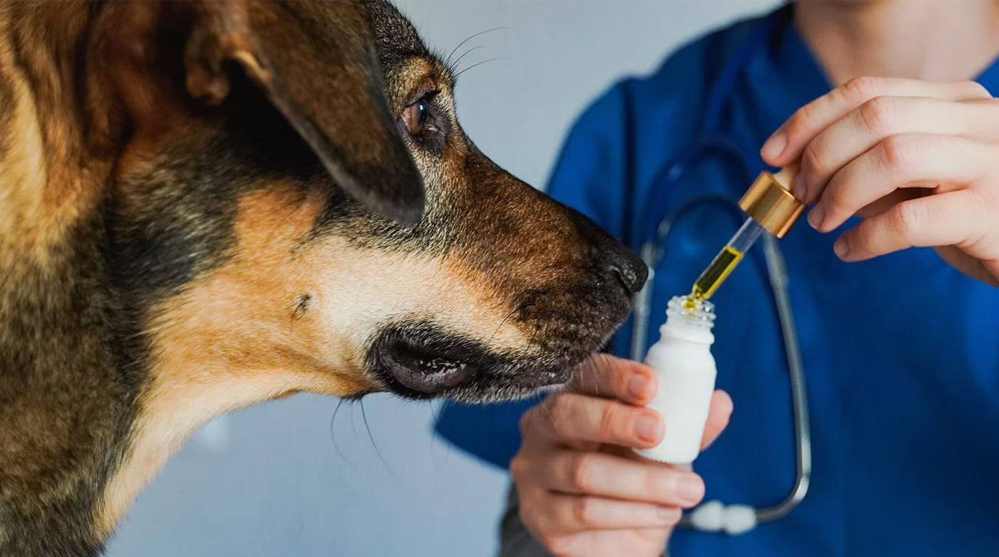 Are essential oils safe for cats and dogs?