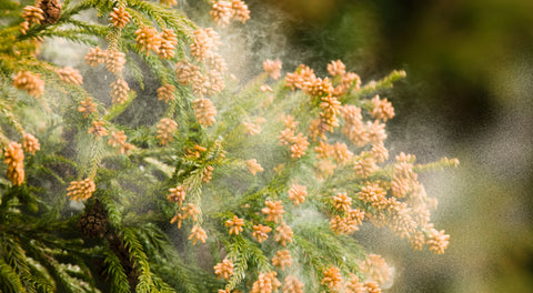 Climate Change Is Driving Longer, More Severe Pollen Seasons, Study Finds