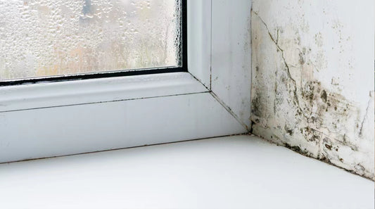 Proper Ventilation to Prevent Mold